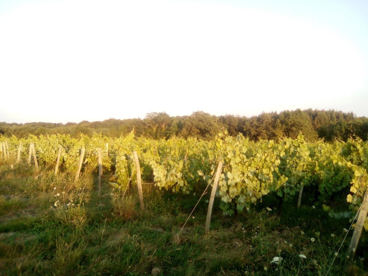 Mas Des Vignes Piscine Chauffee Bed and Breakfast Le Champ-Saint-Pere Buitenkant foto